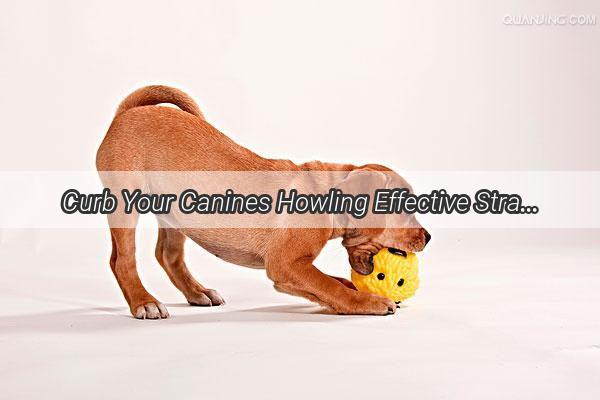 Curb Your Canines Howling Effective Strategies to Quiet Your Barking Buddy